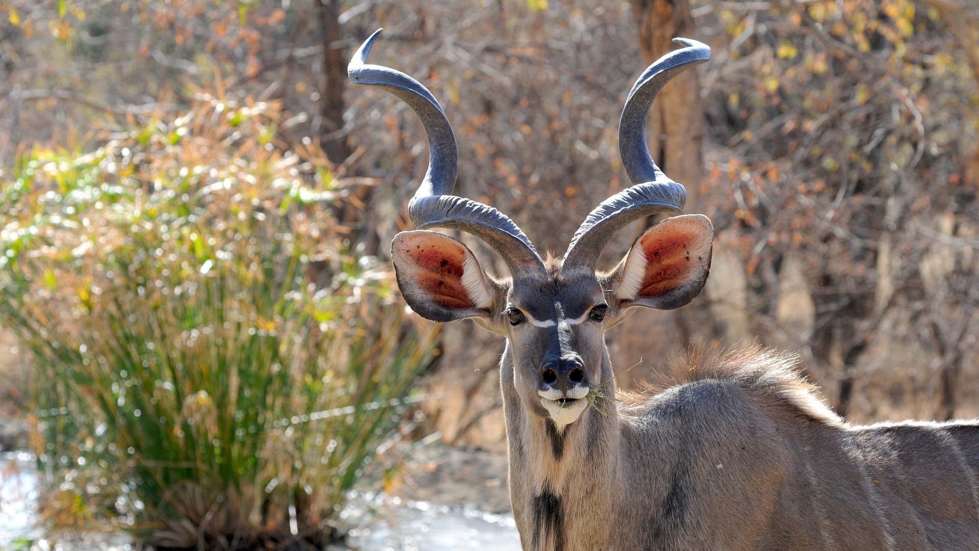 Botswana – eines der größten Tierparadiese Afrikas wartet auf Sie!