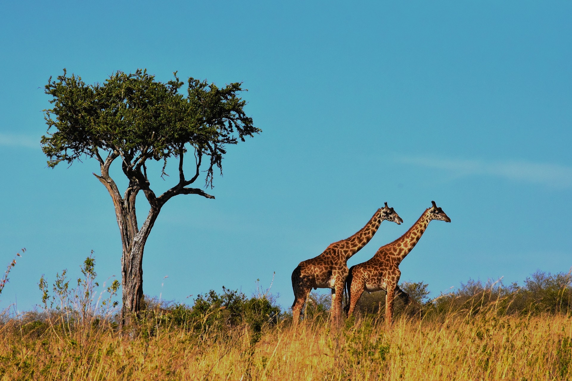 Tansania – eines der berühmtesten Safari-Länder der Welt wartet auf Sie!