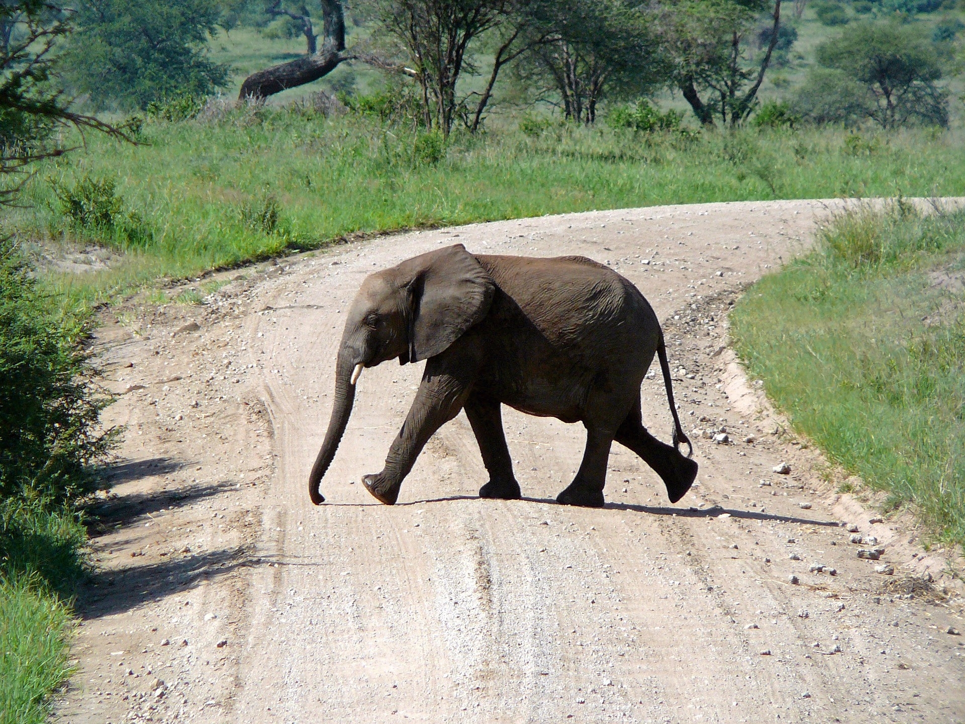 Tansania – eines der berühmtesten Safari-Länder der Welt wartet auf Sie!