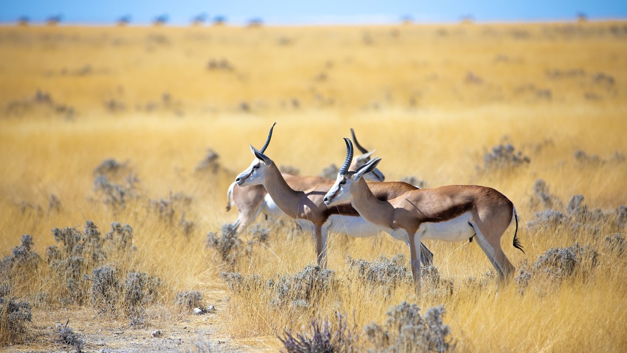 Namibia – ein Land mit atemberaubenden Landschaftsbildern wartet auf Sie!