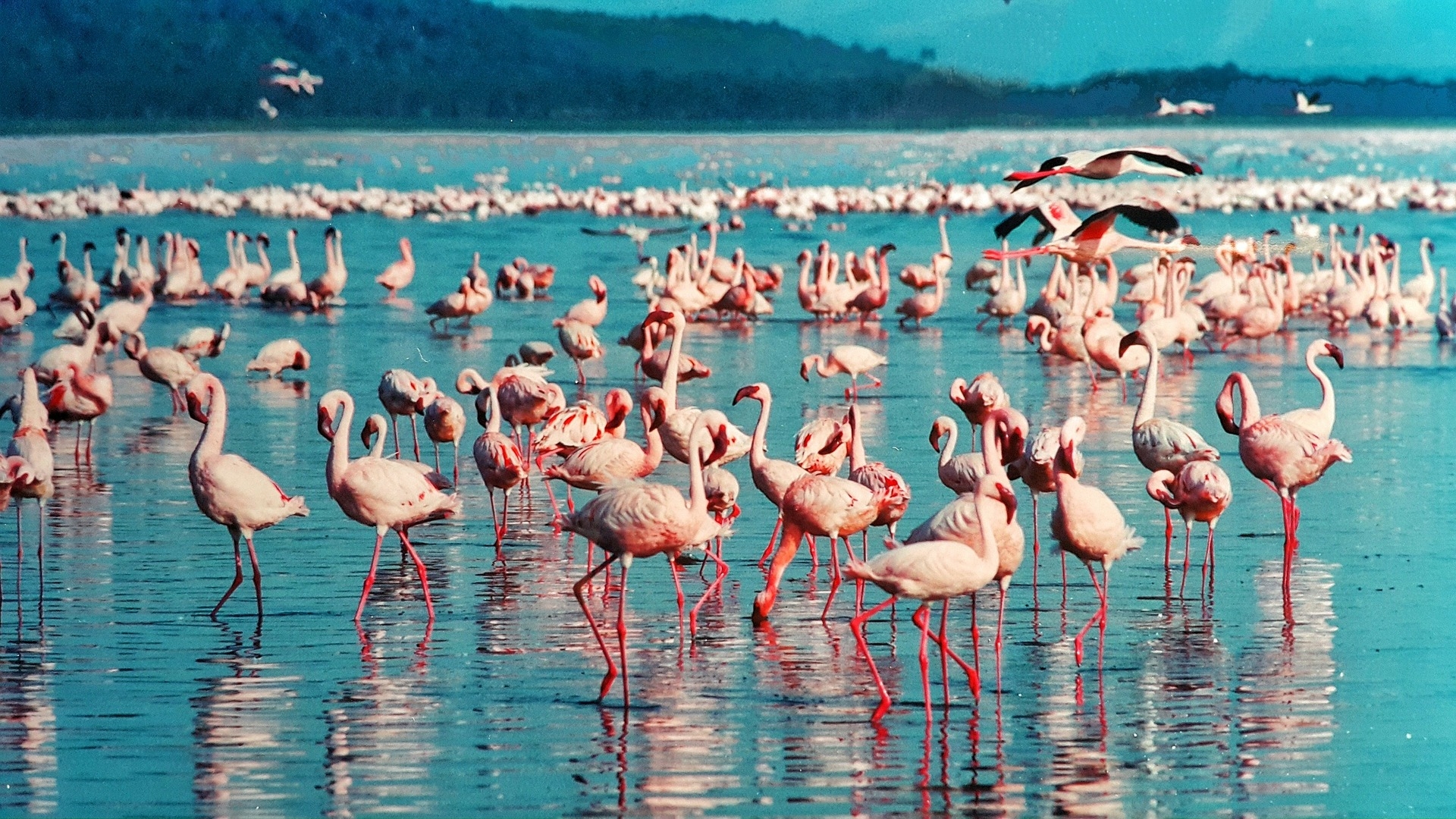 Kenia – afrikanische Lebensfreude wartet auf Sie!