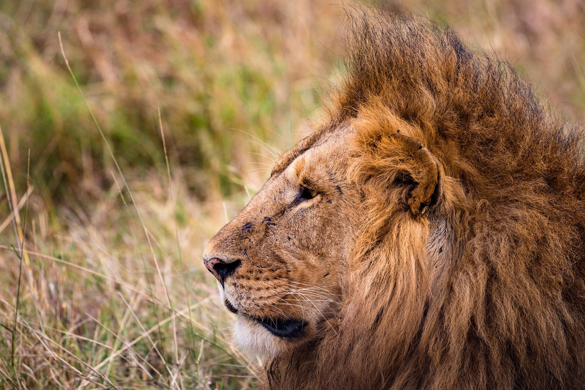 Tansania – eines der berühmtesten Safari-Länder der Welt wartet auf Sie!
