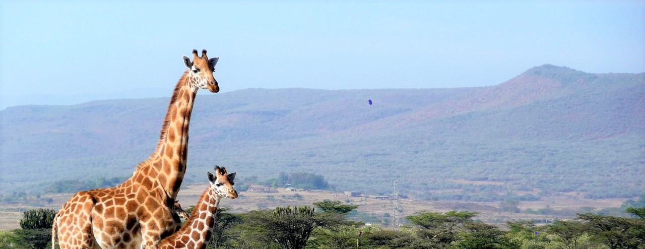 Kenia – afrikanische Lebensfreude wartet auf Sie!