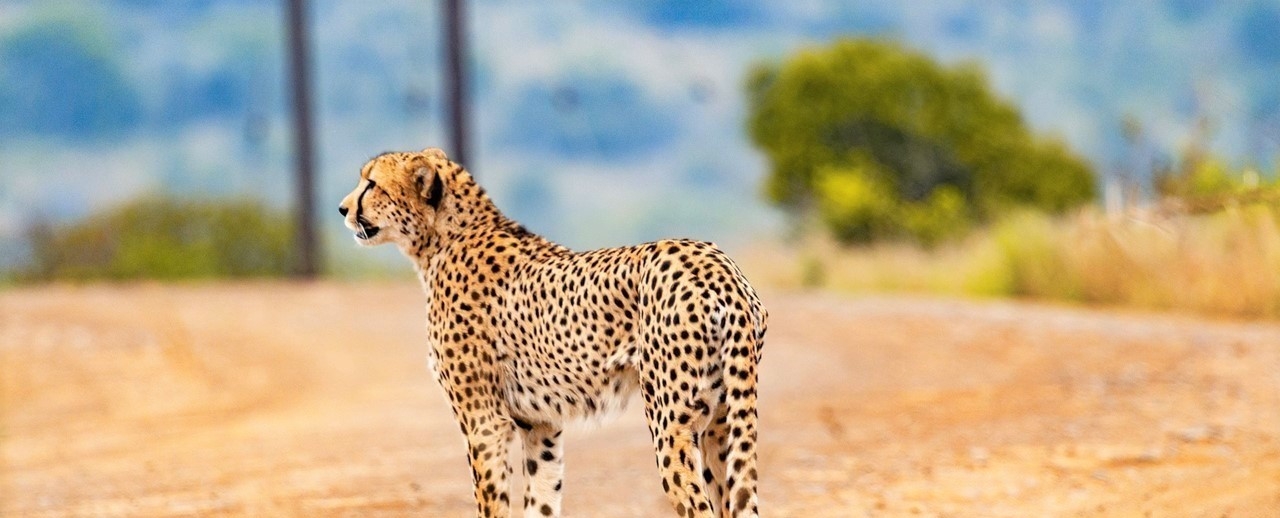 Kenia – afrikanische Lebensfreude wartet auf Sie!