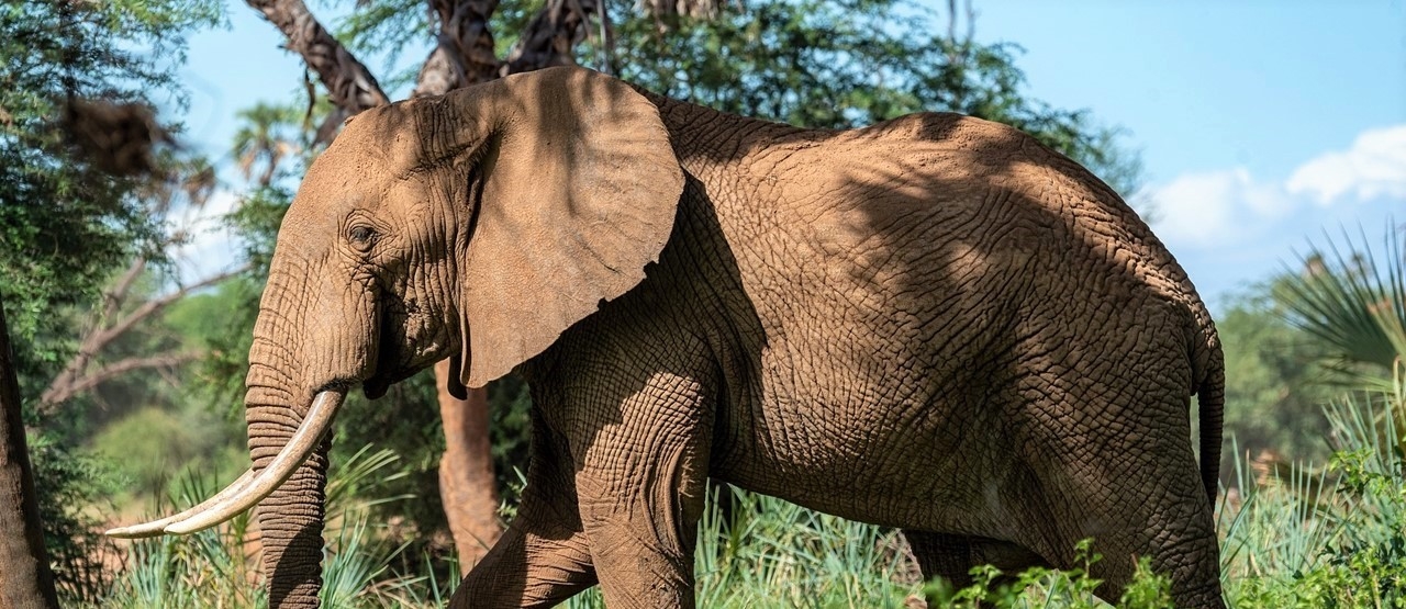 Kenia – afrikanische Lebensfreude wartet auf Sie!