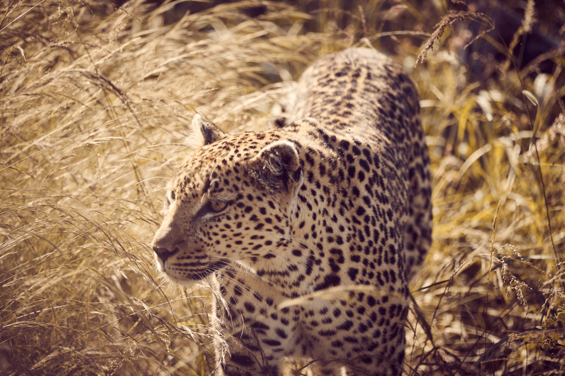Botswana – eines der größten Tierparadiese Afrikas wartet auf Sie!