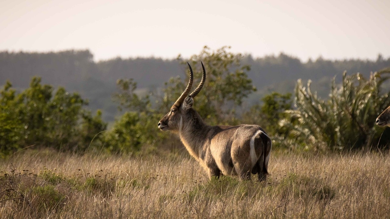 KwaZulu Natal: Das tropische Zulu-Königreich wartet auf Sie!