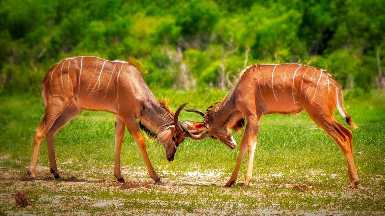 Simbabwe: wild und abenteuerlich