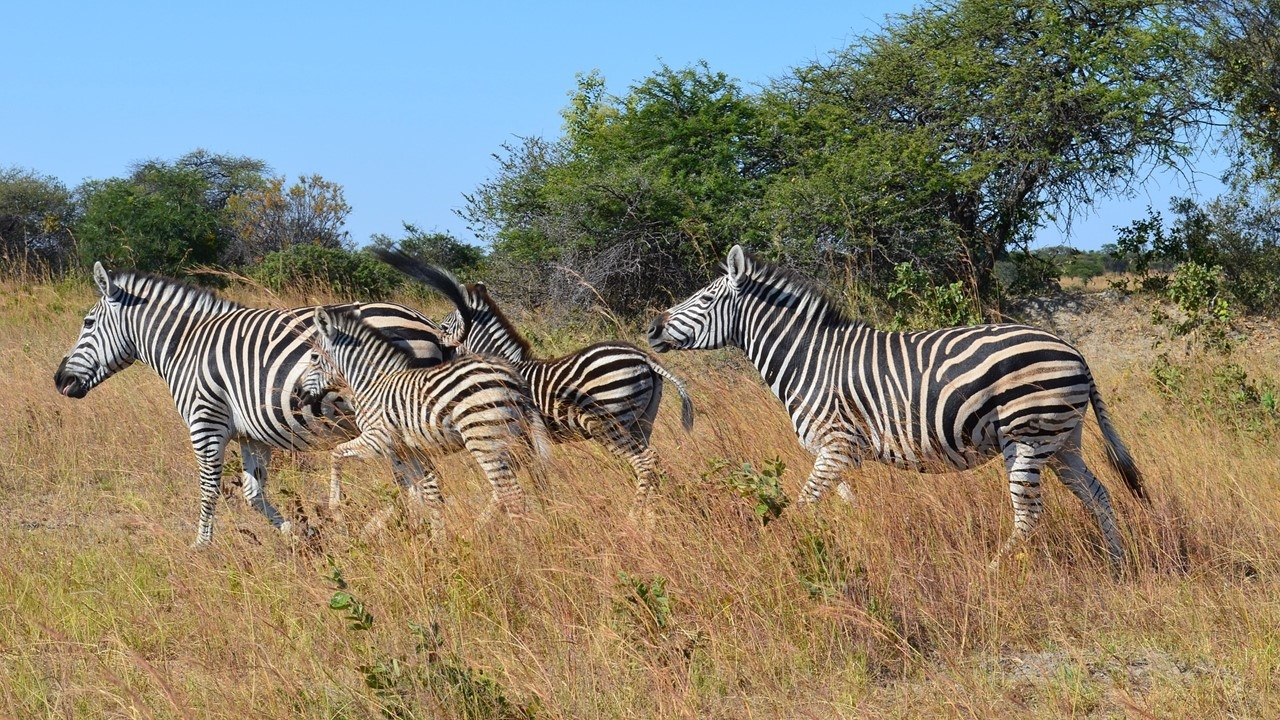 Simbabwe: wild und abenteuerlich