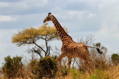 Giraffe_PIXABAY