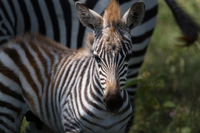 Zebra_Fohlen_PIXABAY