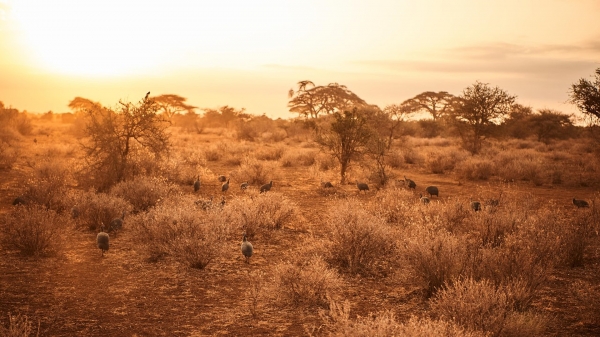 Tawi Lodge Amboseli