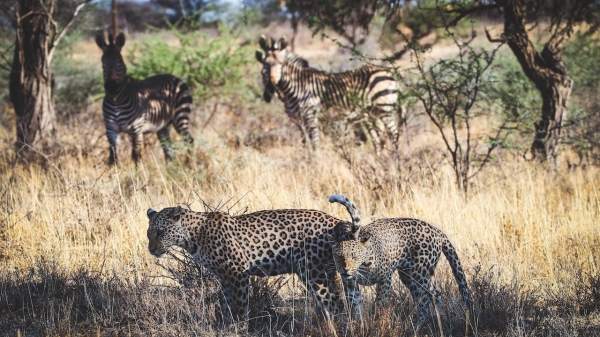 Okonjima Bush Suite
