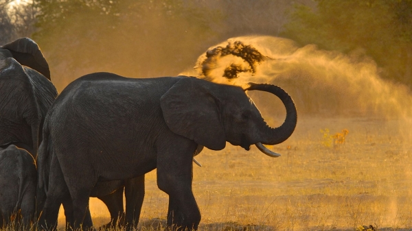 Bomani Tented Lodge