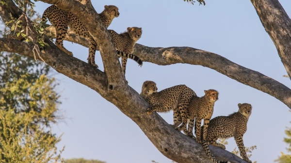 Bomani Tented Lodge
