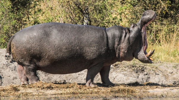 Nehimba Safari Lodge