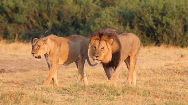 Nehimba Safari Lodge