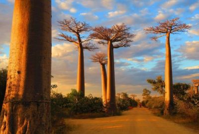 Madagaskar_Baobaballee_Bäume.jpg