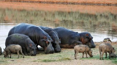 Namibia-Tiere_am_Wasser-_PIXABAY_(2).jpg