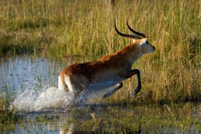 Okavango_Delta_(1).jpg