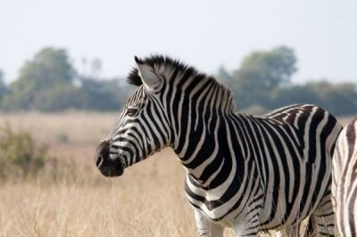 Süfafrika-Zebra_PIXABAY.jpg
