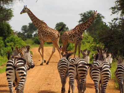 Tansania-Zebras&Giraffen.jpg