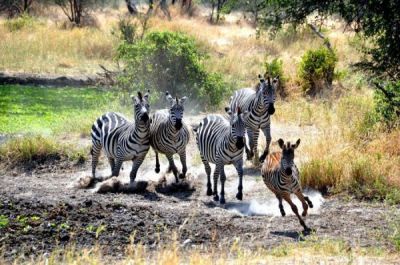 Zebras_6_Tanzania-Experience.JPG