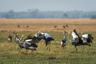 kafue_2014-09-60e.jpg