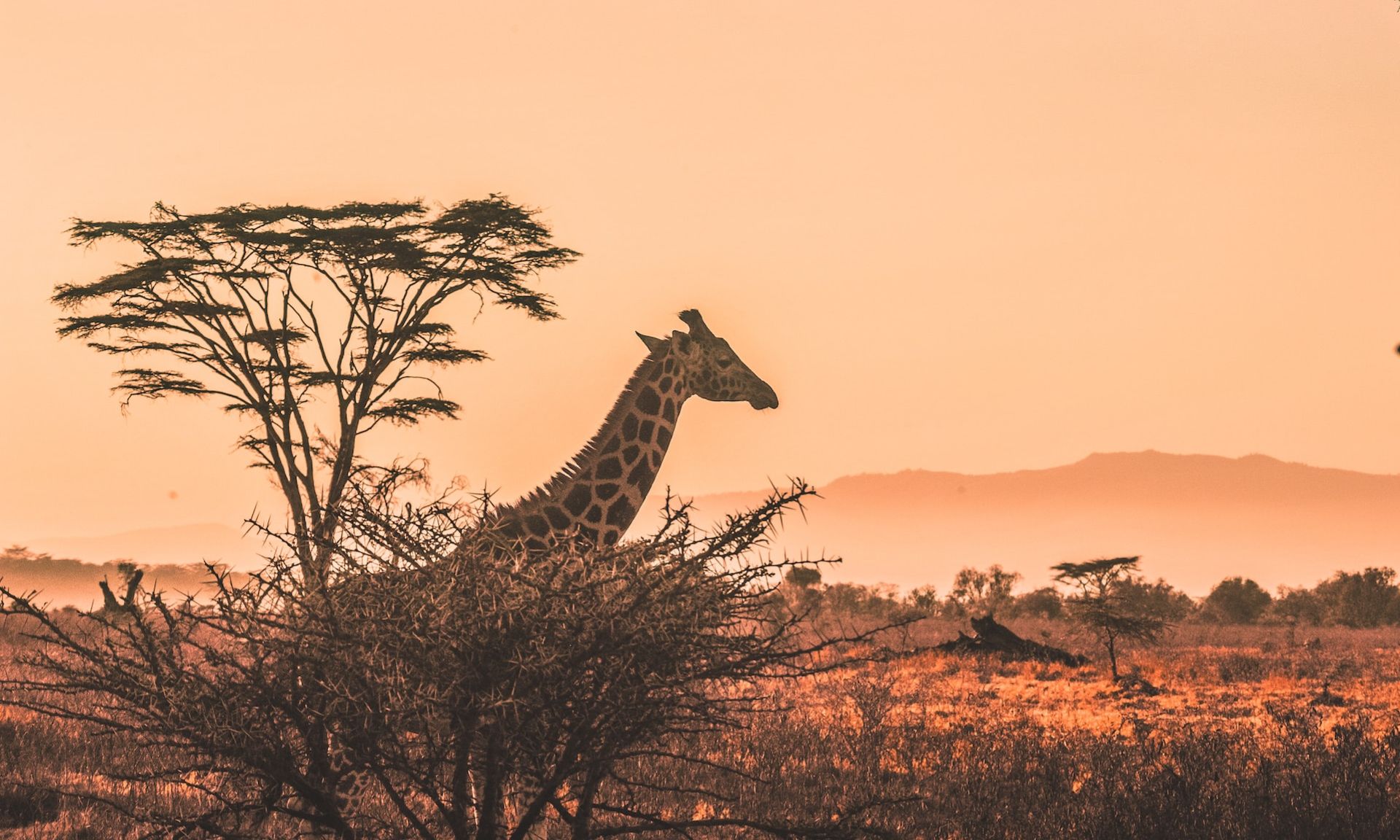 AFRIKA · REISEINSPIRATION - Jetzt ist Zeit für Ihre Traumreise nach Afrika