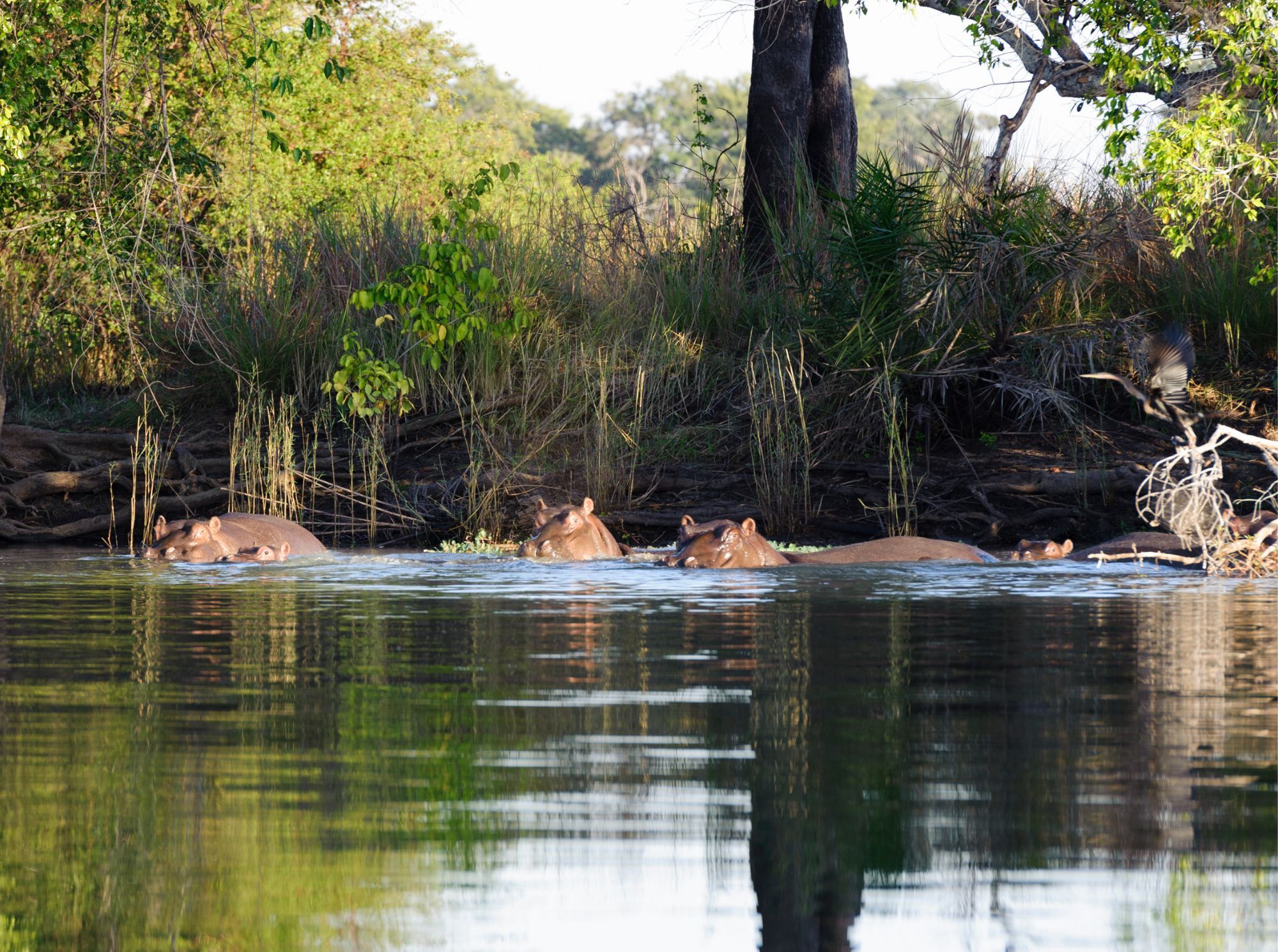 Busanga Plains
