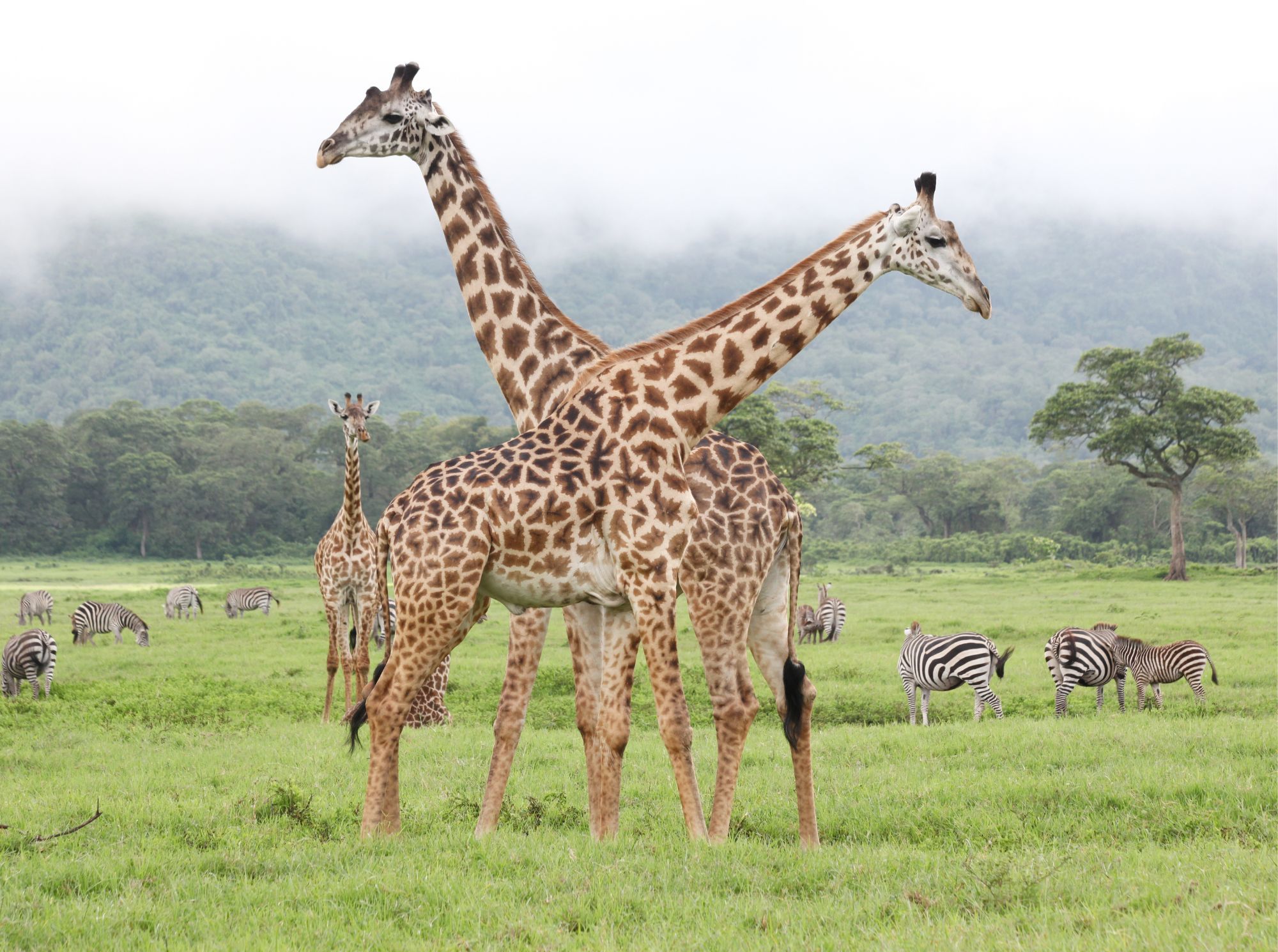 Arusha Nationalpark
