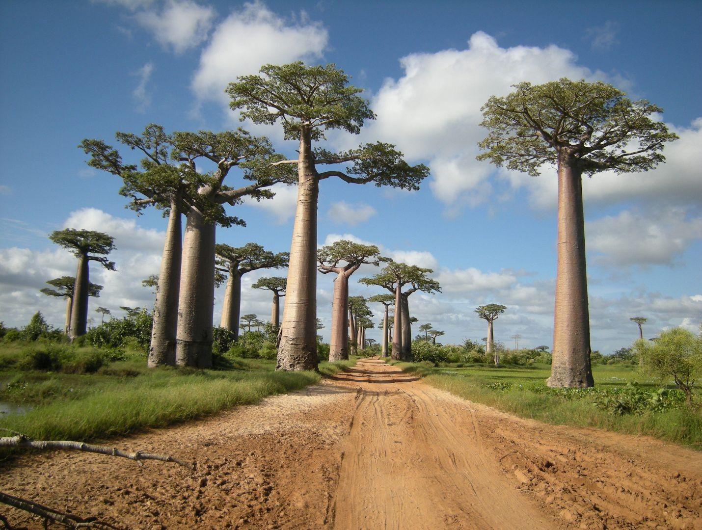 Baobab-Landschaften.jpg