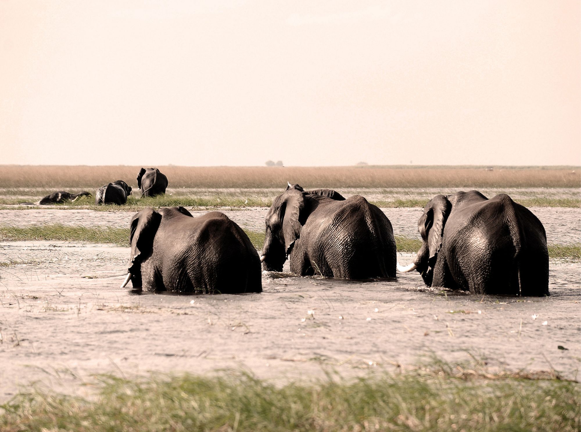 Gamedrive über den Chobe River