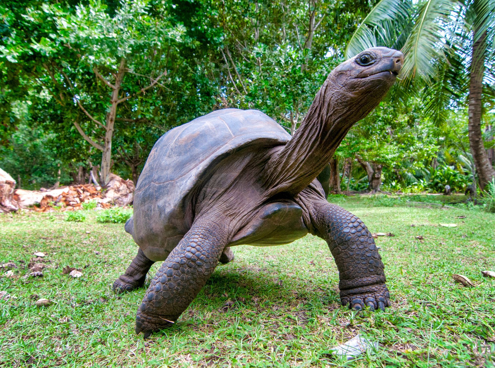 François Leguat Giant Tortoise Reserve