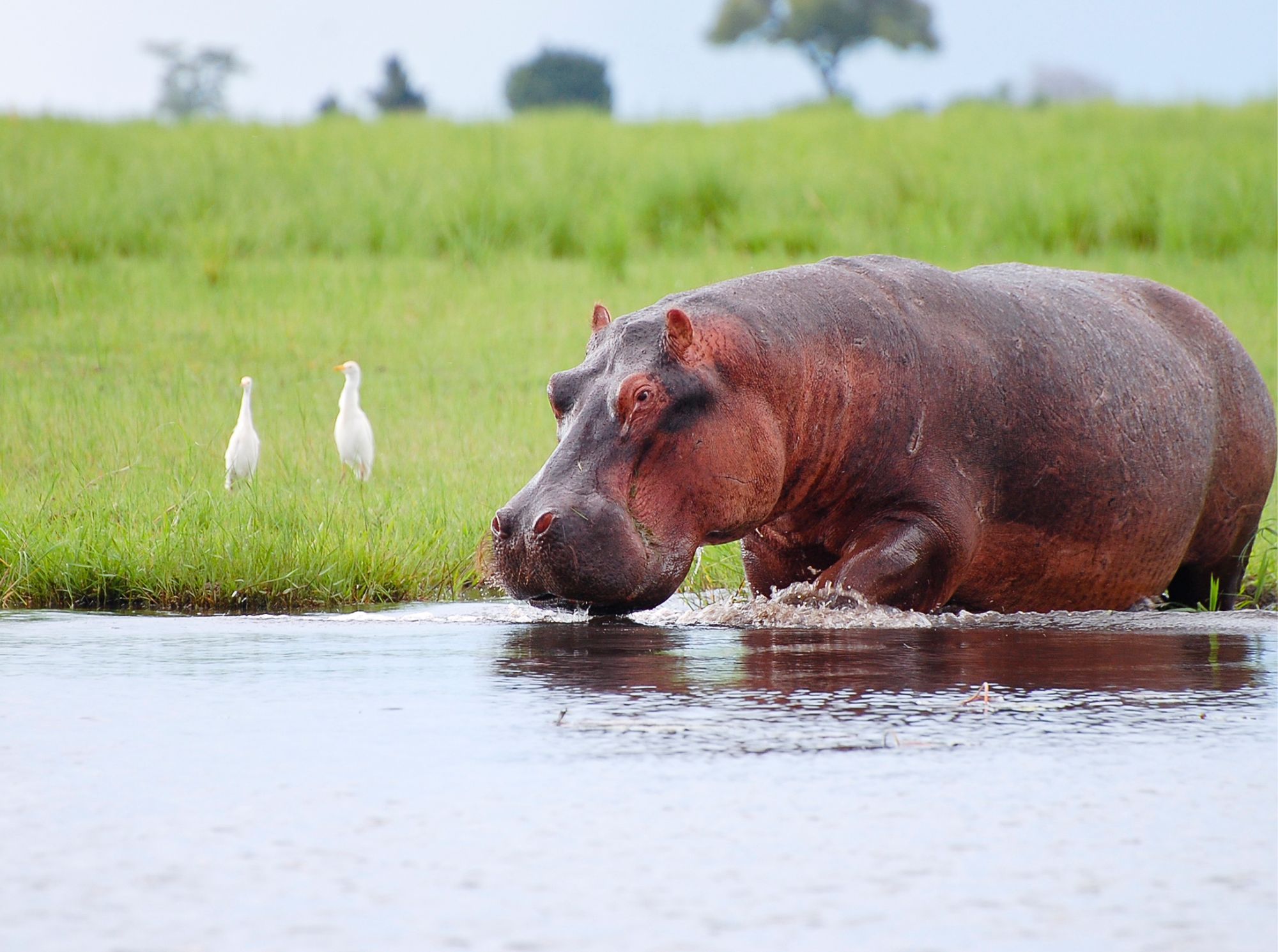 Chobe-Nationalpark