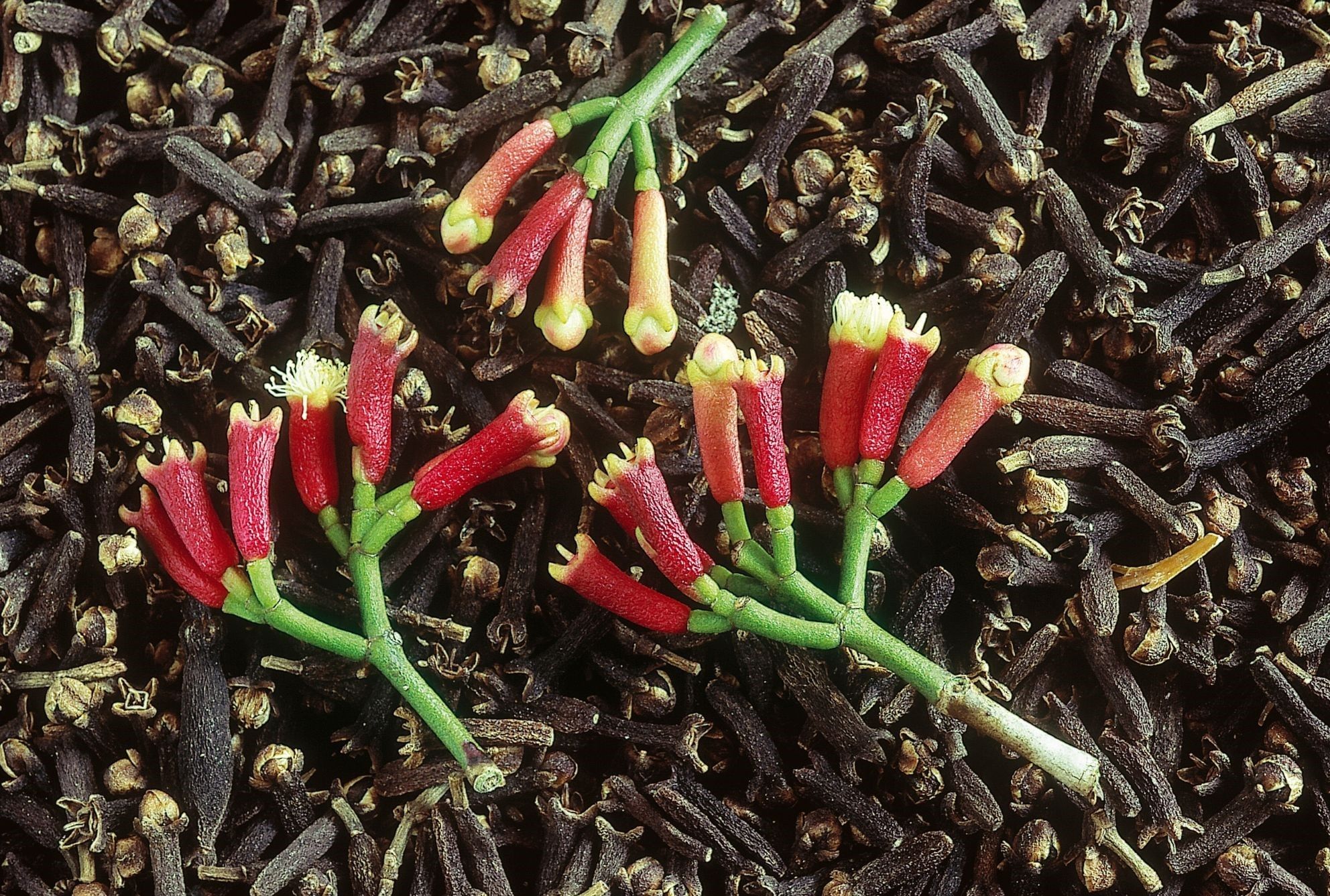 Gewürzplantagen