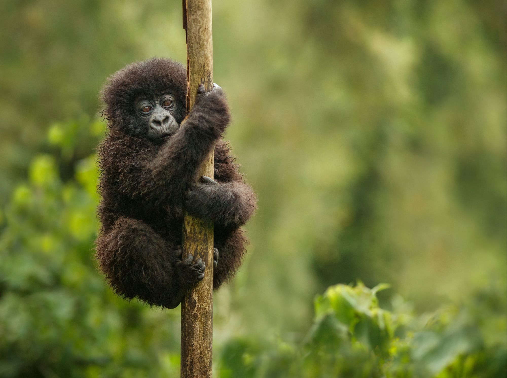 Uganda - Wild & Wunderschön