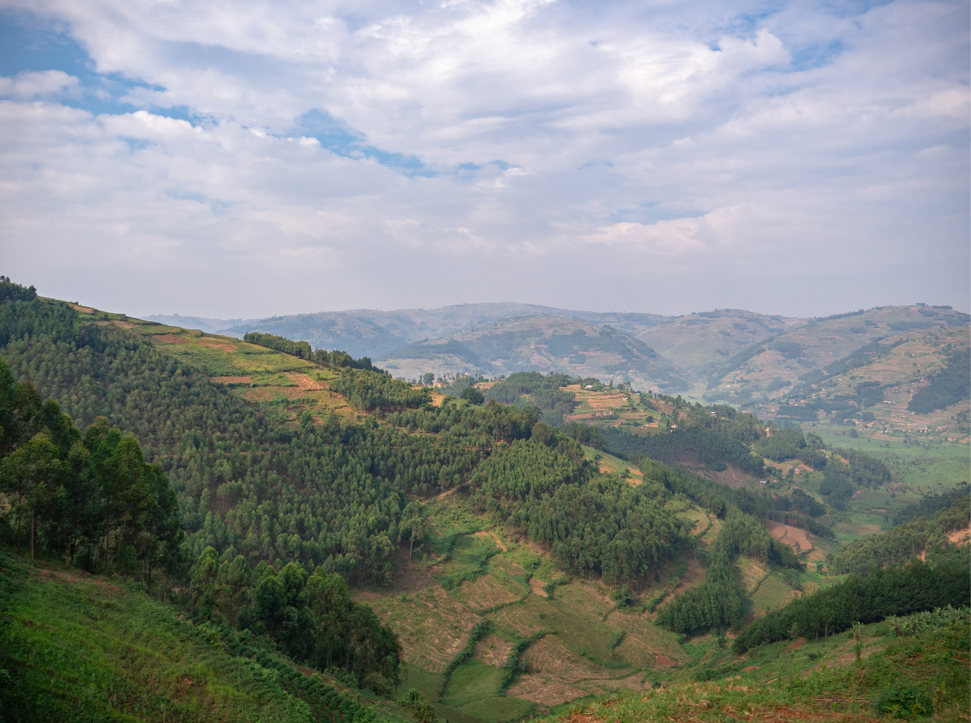 Bwindi Impenetrable Nationalpark 