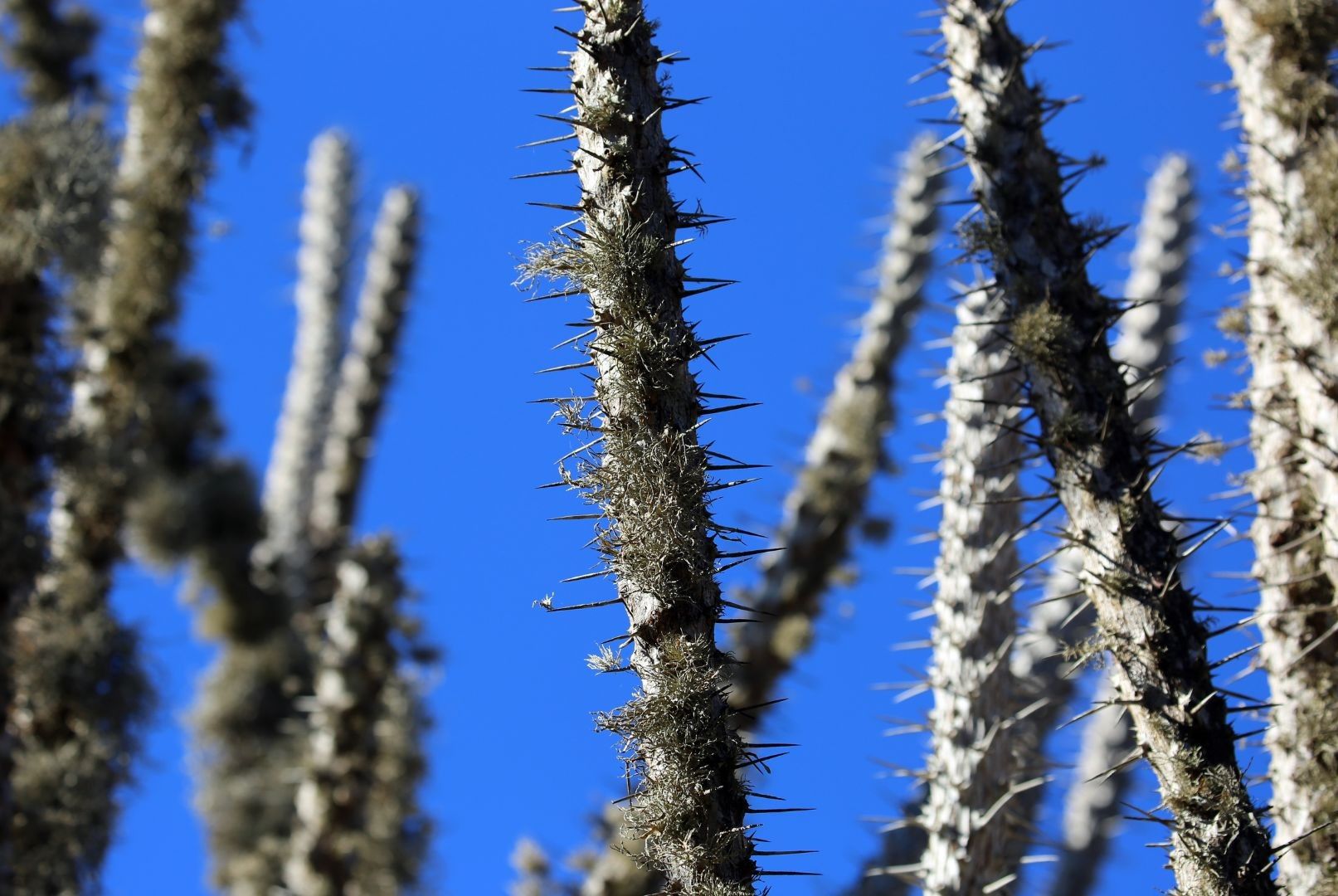 Dornwald_und_Spiny_Forest_(2).jpg