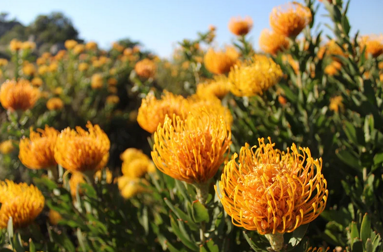 Fynbos-Vegetation 