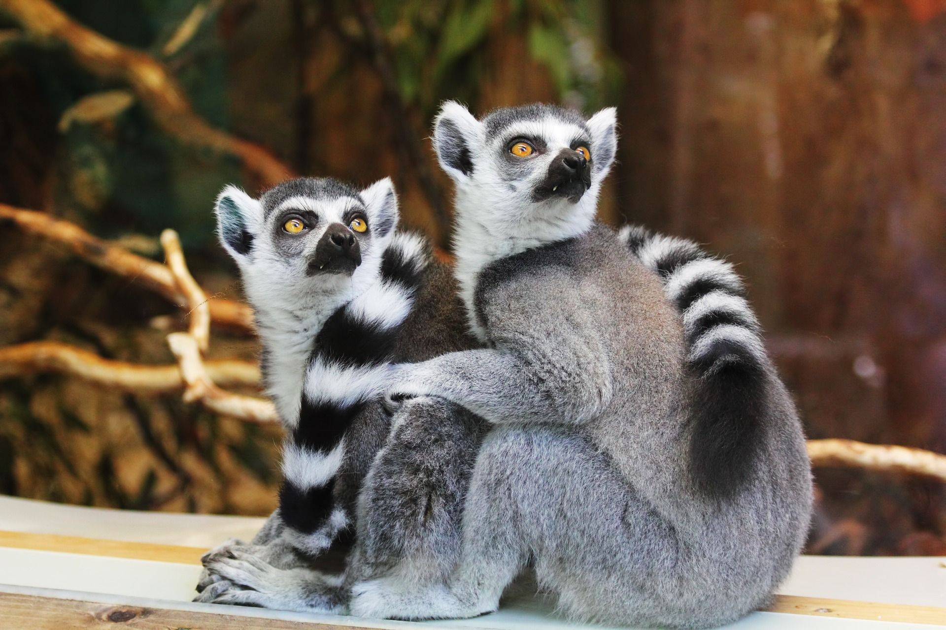 InspiredImages__lemurs-1010643_1920.jpg
