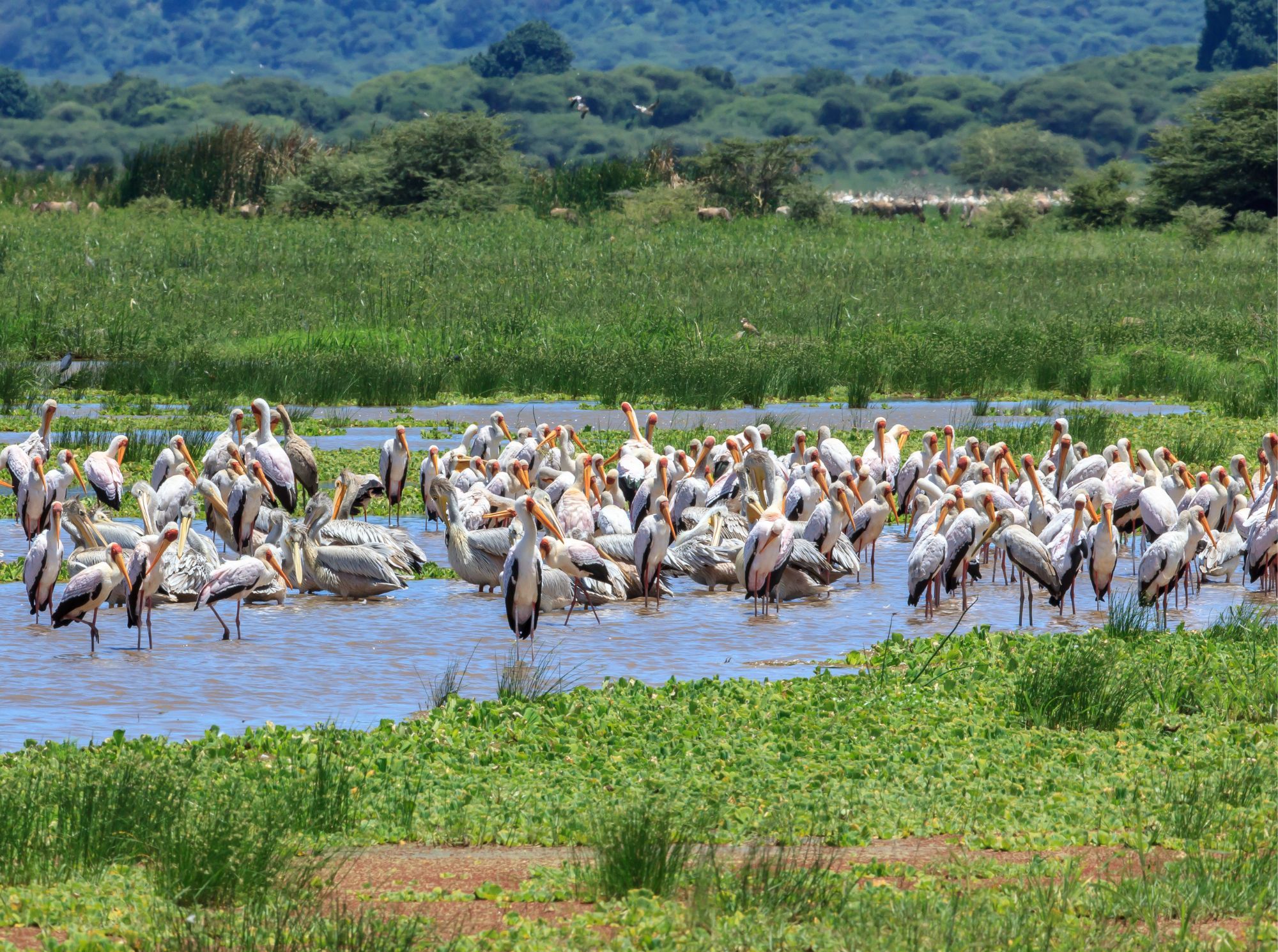 Lake Manyara Nationalpark