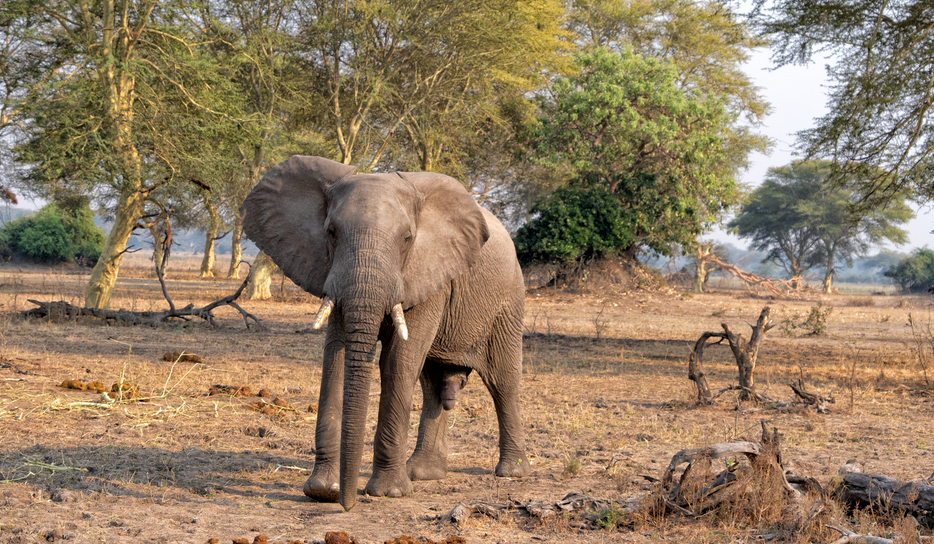 Liwonde National Park 
