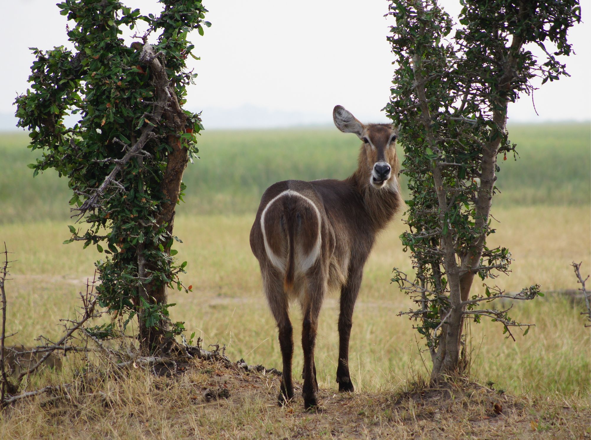 Liwonde_Nationalpark.jpg