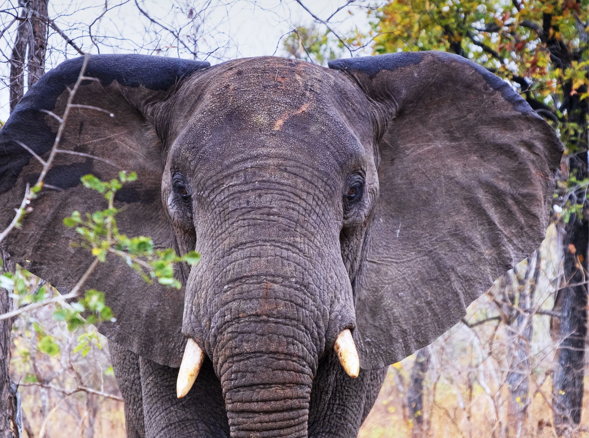Majete_Wildlife_Reserve.jpg
