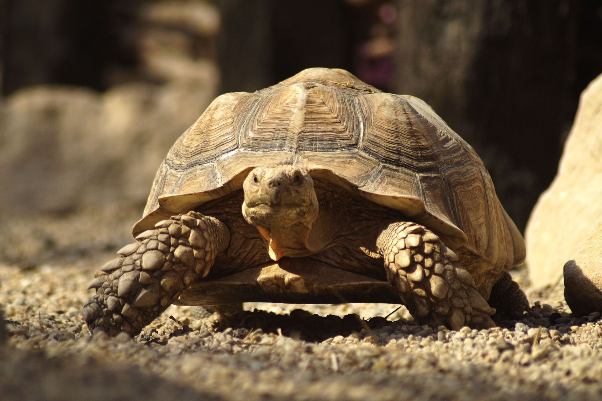 Riesenschildkröte Zansibar