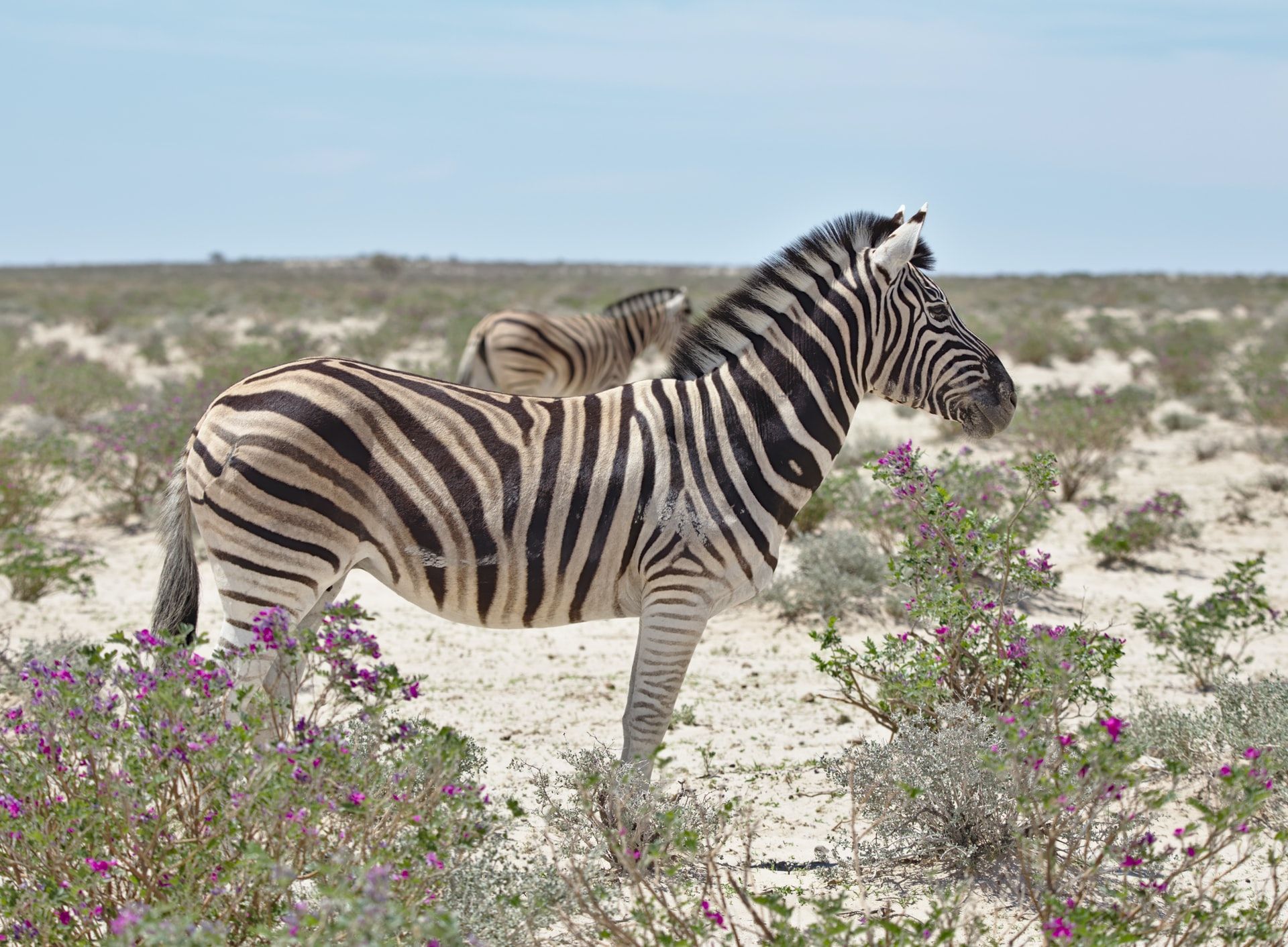 Zebra in Namibia
