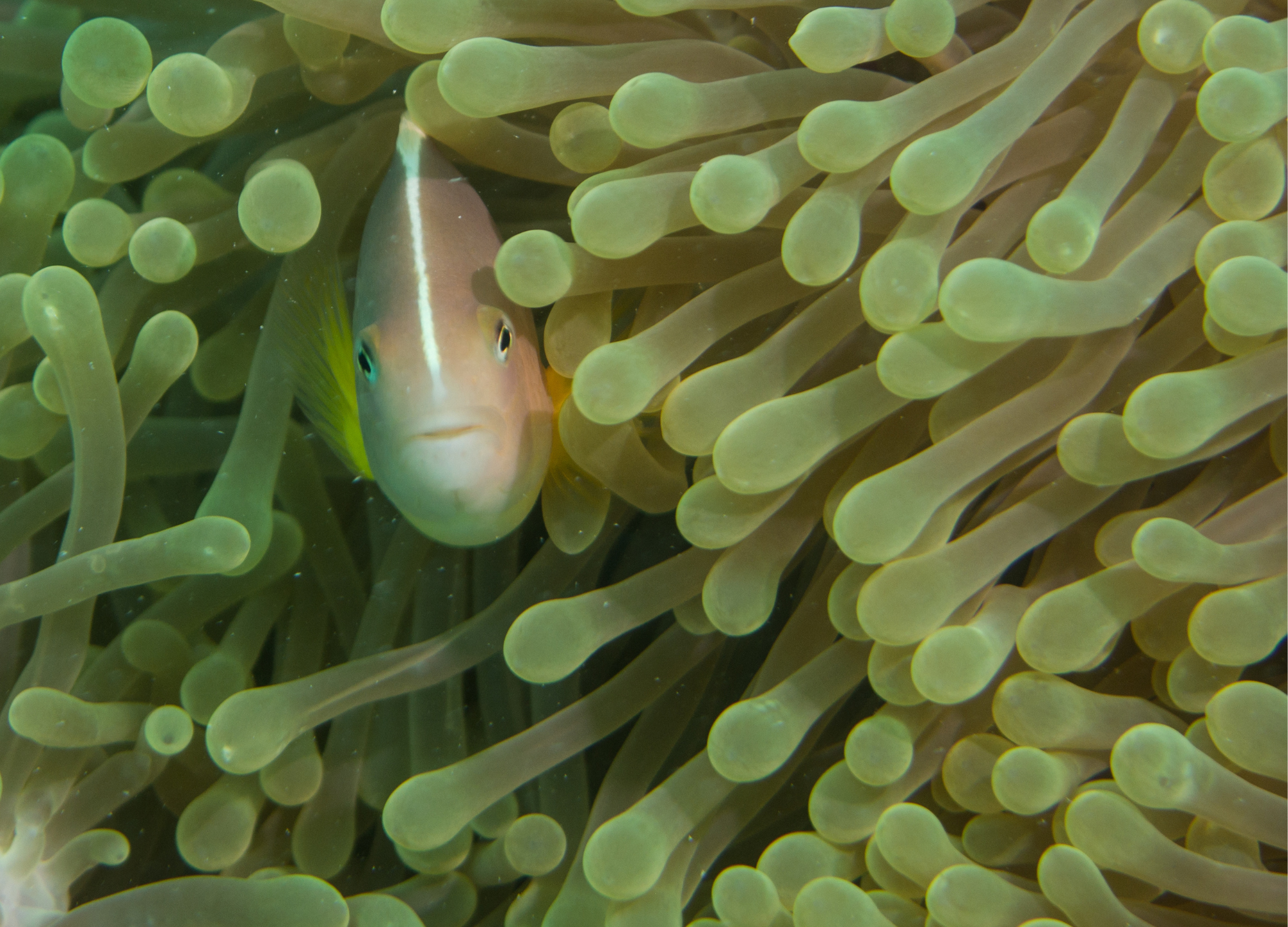 Mnemba Atoll