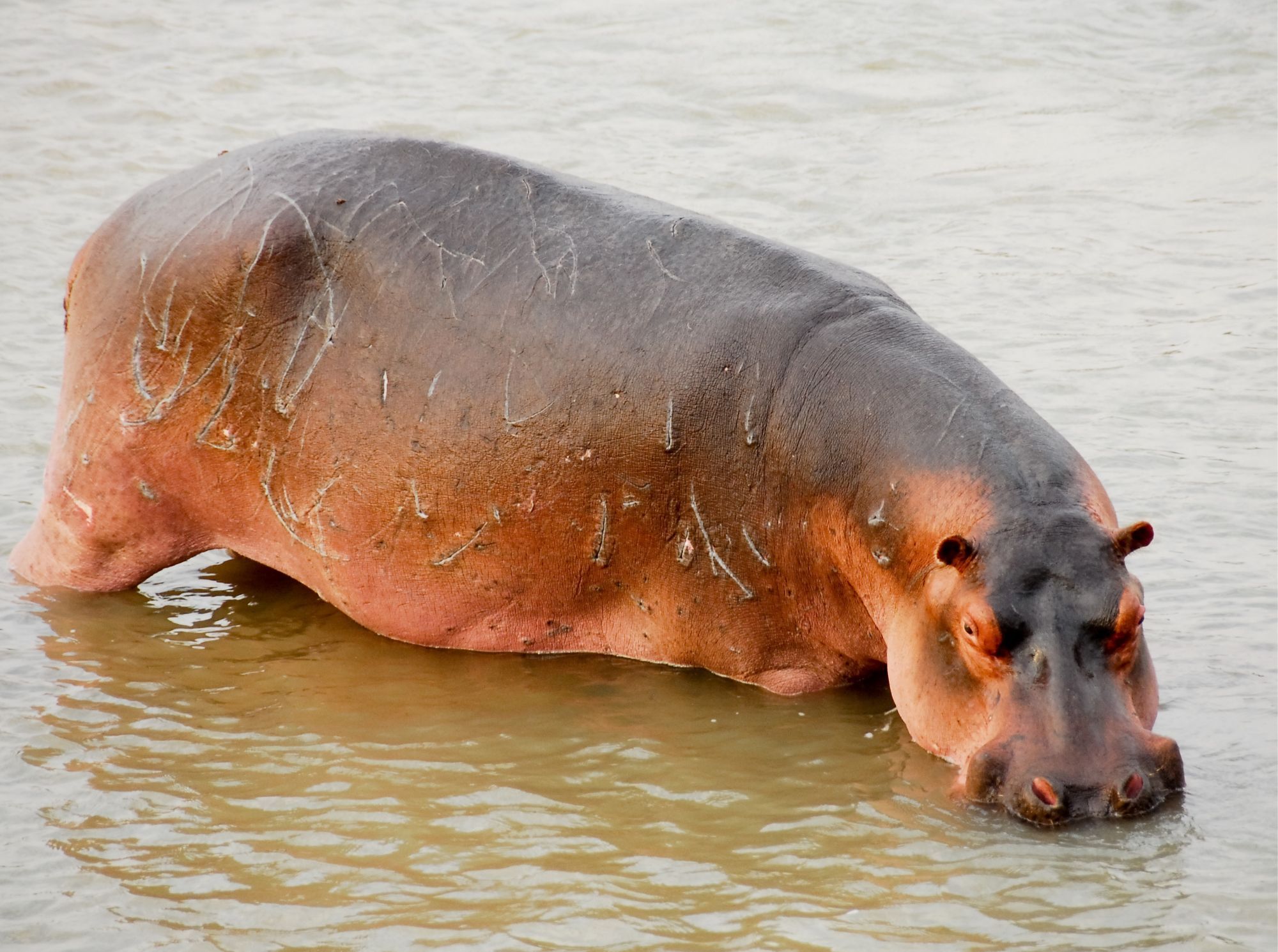North Luangwa Nationalpark