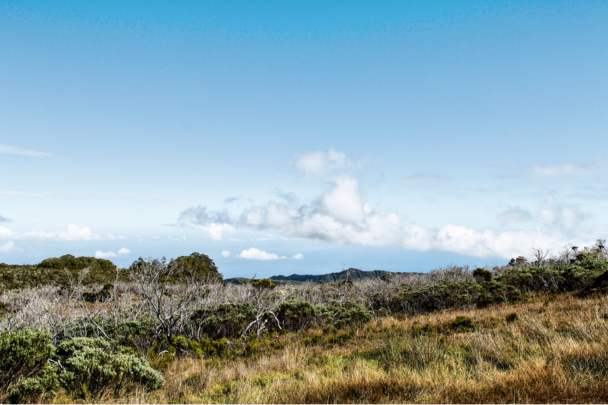 Reserve_Naturelle_de_Roche_Ecrite,_La_Reunion,_Canva.png